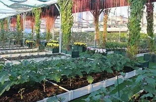 休閑農(nóng)業(yè)與鄉(xiāng)村旅游規(guī)劃設(shè)計(jì)的核心要點(diǎn) 聚焦休閑觀光活動(dòng)