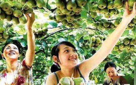 從田野到風(fēng)景 農(nóng)業(yè)園區(qū)向休閑旅游景區(qū)轉(zhuǎn)型升級(jí)的路徑探索